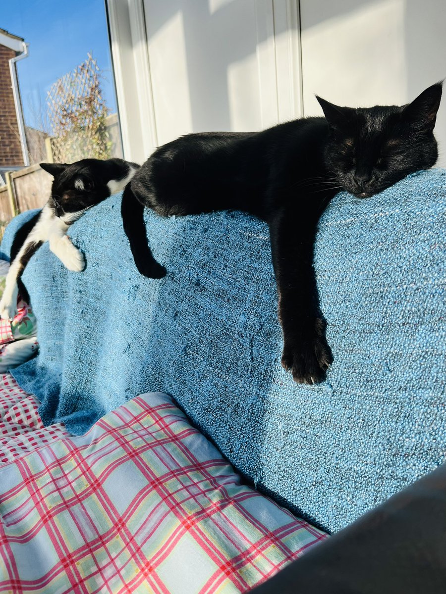 🫶🏼Sarah ‘Hope Is Everything’ Dalton🫶🏼 (@feralmother44) on Twitter photo The happiest of joint 10th birthdays to our dear ickle Bella🐈⬛ and dear cuddlebug of love brother Toby😻
You came into our lives nearly 3yrs ago, after being in rescue foster for 7 long months and we fell in love with you both straightaway!
Pawty at <a href="/GonzotheCat1/">Gonzo the Cat</a>
#AdoptDontShop The happiest of joint 10th birthdays to our dear ickle Bella🐈⬛ and dear cuddlebug of love brother Toby😻
You came into our lives nearly 3yrs ago, after being in rescue foster for 7 long months and we fell in love with you both straightaway!
Pawty at <a href="/GonzotheCat1/">Gonzo the Cat</a>
#AdoptDontShop