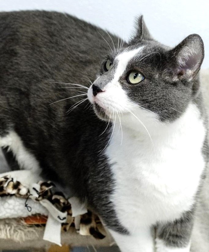 Renee' Martin (@sachikoko) on Twitter photo 👉🏽SUPER SENIOR ALERT🙏🏽PLZ SHARE
💙Sweet 17.5YO #Senior Gray & White Kitty "RICHIE"💙
📣Needs A Loving🏠 #FureverHome🏠
▶wecareanimalrescue.org/adoptable-cats…
🙏🏽 #Adopt #AdoptDontShop #AdoptASeniorCat
#Napa #SaintHelena, #CA #Norcal
☑Cats <a href="/wecare_rescue/">WeCareAnimalRescue</a> #ForgottenSoulsHour #US #Cats 👉🏽SUPER SENIOR ALERT🙏🏽PLZ SHARE
💙Sweet 17.5YO #Senior Gray & White Kitty "RICHIE"💙
📣Needs A Loving🏠 #FureverHome🏠
▶wecareanimalrescue.org/adoptable-cats…
🙏🏽 #Adopt #AdoptDontShop #AdoptASeniorCat
#Napa #SaintHelena, #CA #Norcal
☑Cats <a href="/wecare_rescue/">WeCareAnimalRescue</a> #ForgottenSoulsHour #US #Cats