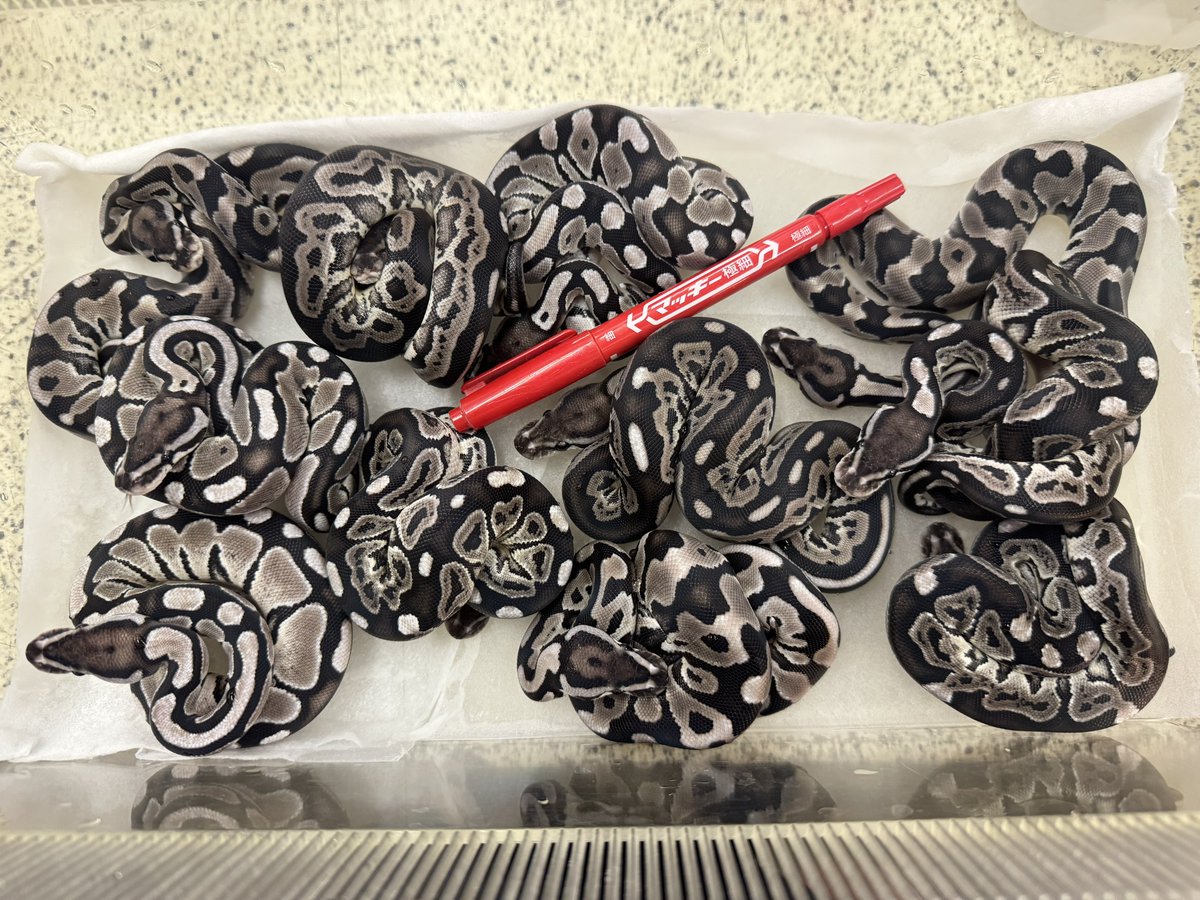 2025WING21CB.
ボールパイソン

FSしました

VPIアザン
ブラックパステルVPIアザン
レオパードVPIアザン
ブラックパステルレオパードVPIアザン

餌付いたら順にXにポストしてからの販売になります
お待ちください🙇