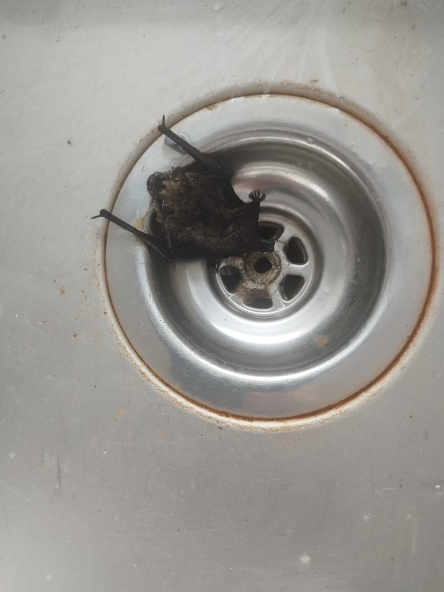andyhoyle's tweet image. Of all the excuses for being late for work, "there's a bat in mi kitchen" must be one of the most creative!?