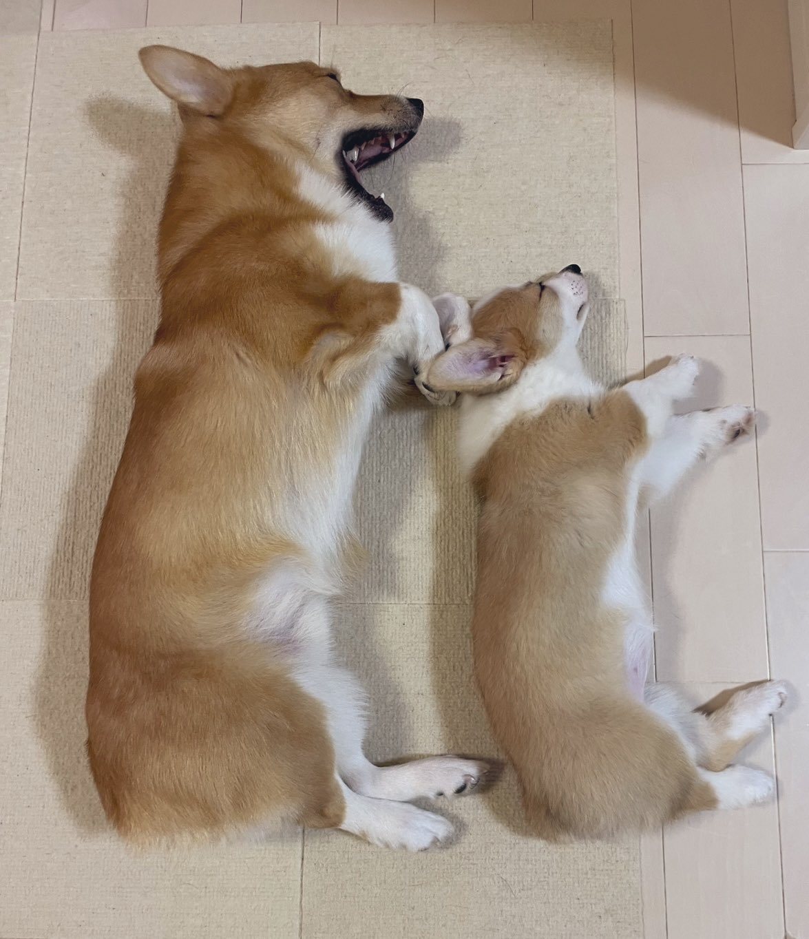 カレン　ホイプティング　犬　コーギー　小鳥　鳥かご しおぽんず on X: 