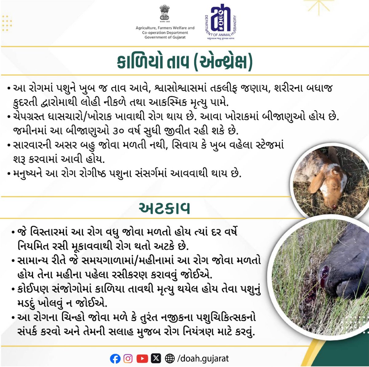 DoahGujarat's tweet photo. કાળીયો તાવ (એન્થ્રેક્ષ )
આ રોગના ચિન્હો જોવા મળે કે તુરંત નજીકના પશુચિકિત્સકનો સંપર્ક કરવો અને તેમની સલાહ મુજબ રોગ નિયંત્રણ માટે કરવું.
#Anthrax
#AnimalDisease
#VeterinaryCare
#LivestockHealth
#AnimalFever
#SuddenDeathInAnimals
#VeterinaryAlert
#ProtectLivestock
#AnimalInfection https://t.co/mcFaopiQ0j