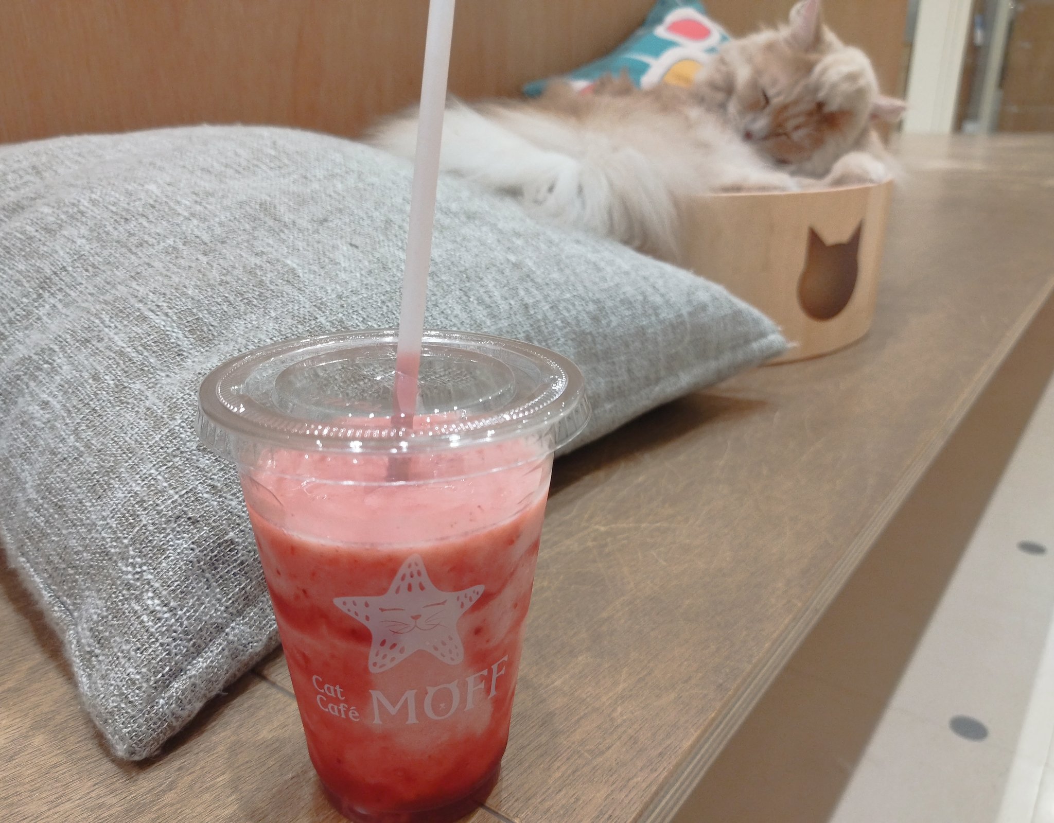 カフェねこ Instagram photo by nijinohashi • May 31, 2025 at 10:36 PM