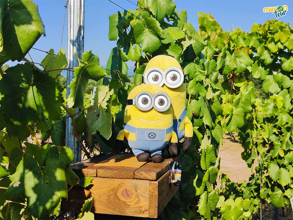 🆕 post!
Si quieres un planazo divertido y único en España 🔝,  tienes que visitar El Laberinto entre Viñedos 🍇, un #escaperoom de lo más divertido en la #RibeiraSacra. ¿Serás capaz de salir antes que nosotros? 😎
👉 bit.ly/LaberintoVined…
@galiciatb <a href="/MadridTB/">Madrid TB</a> <a href="/SpainTravelB/">Spain Travel Bloggers</a>