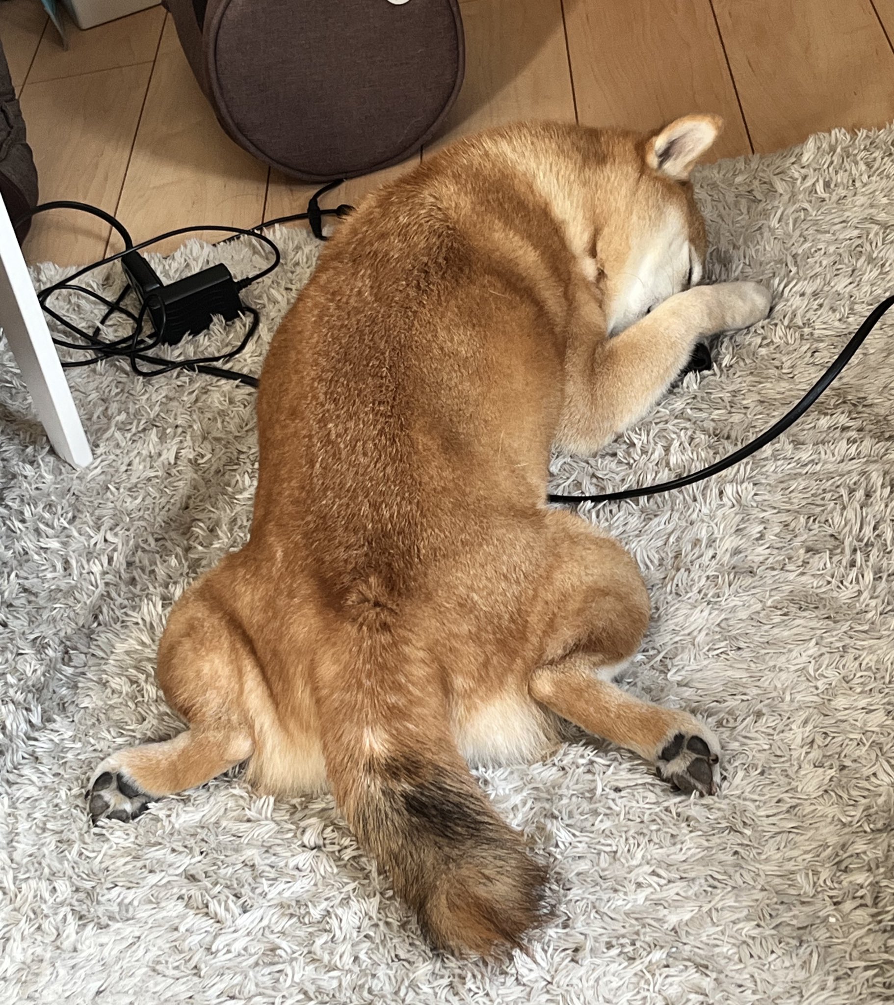 おとちゃん 91ykCTOdZwL._UF350,350_QL50_.jpg