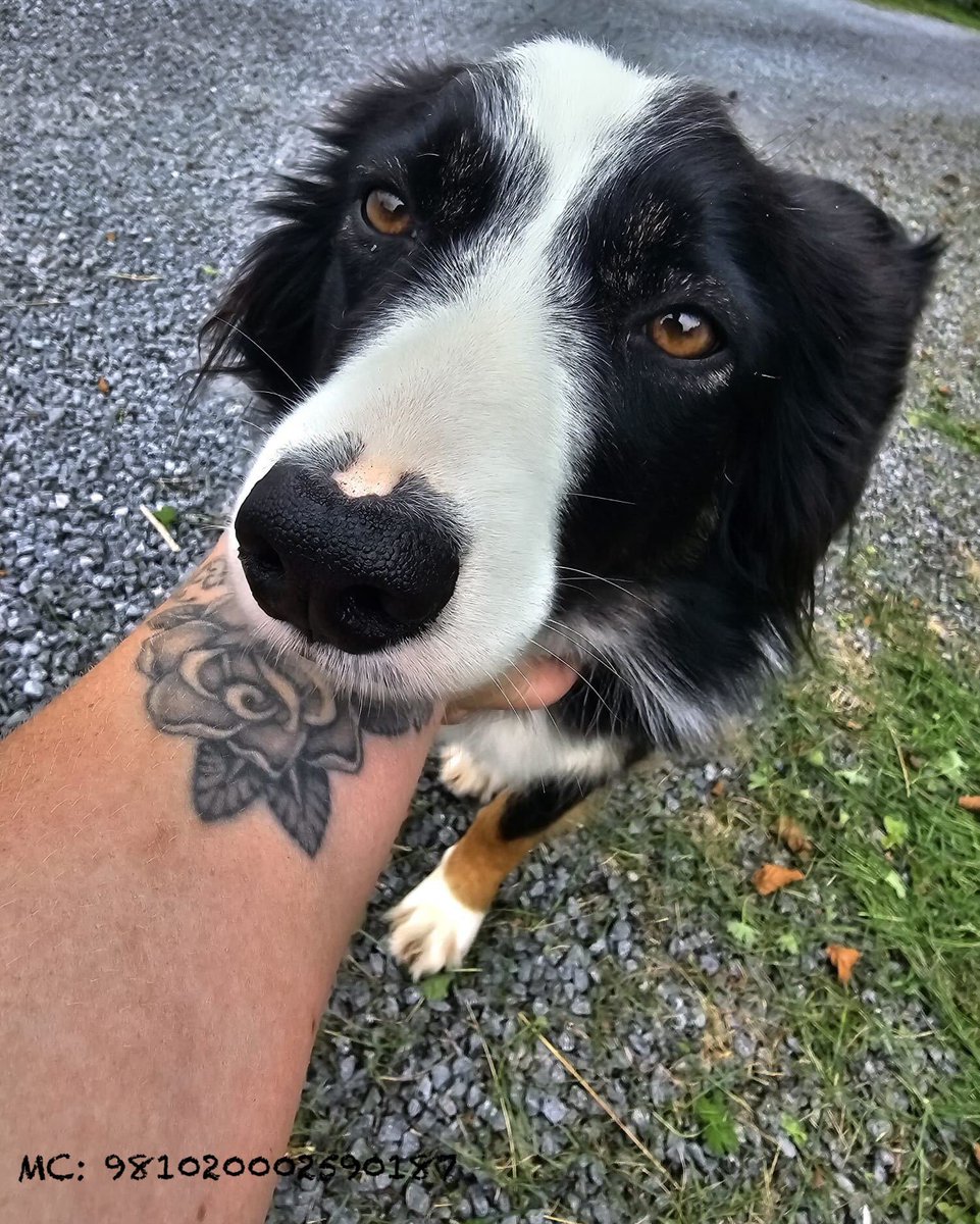 When you gain Romi’s trust, you win her heart forever ❤️

She’s a 5 yo Border Collie with a past that makes her wary of strangers-especially men

Romi will thrive with gentle love in an adult,calm, country home🐾

Find out more:👉 madra.ie/dog-profiles/

#AdoptDontShop #Ireland