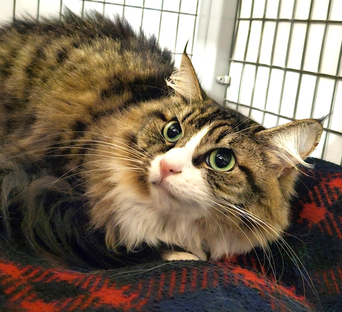 🙏🏽PLZ SHARE
💝Gorgeous, Very Shy 2.5YO DLH Brown #Tabby &amp; White Kitty "SOPHIE"💝
🛎Needs A Quiet, Patient, Cat Savvy 🏡#FureverHome🏡
➡4 Info sbacc.org/advert/sophie/
🙏🏽#Adopt #AdoptDontShop
#SealBeach, #CA #Orange CO #SoCal
✅CATS <a href="/SealBeachAnimal/">SBACC</a> #ForgottenSoulsHour #US #CATS