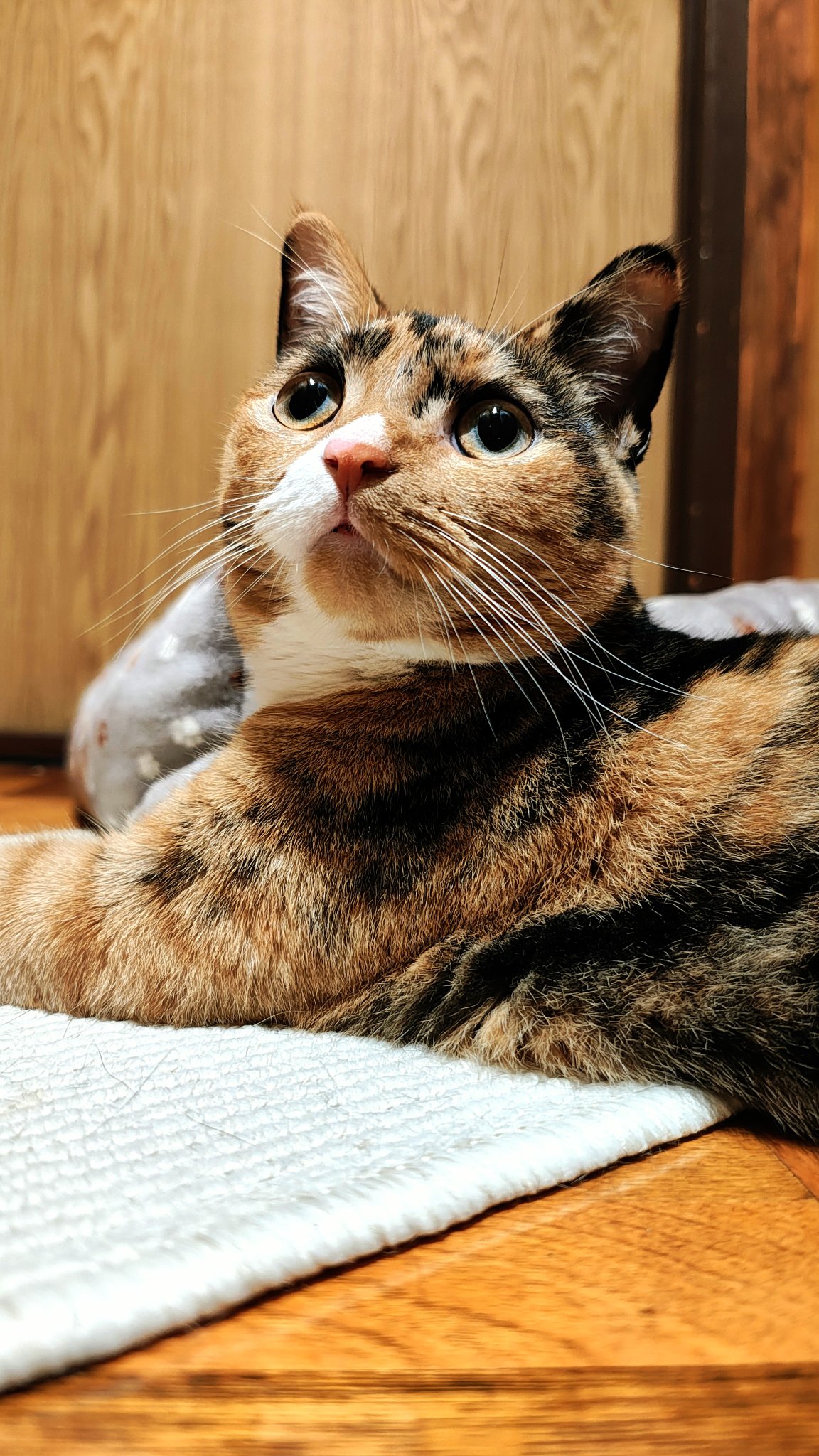 真は錆猫が好き サビ猫大好き！ | Facebook
