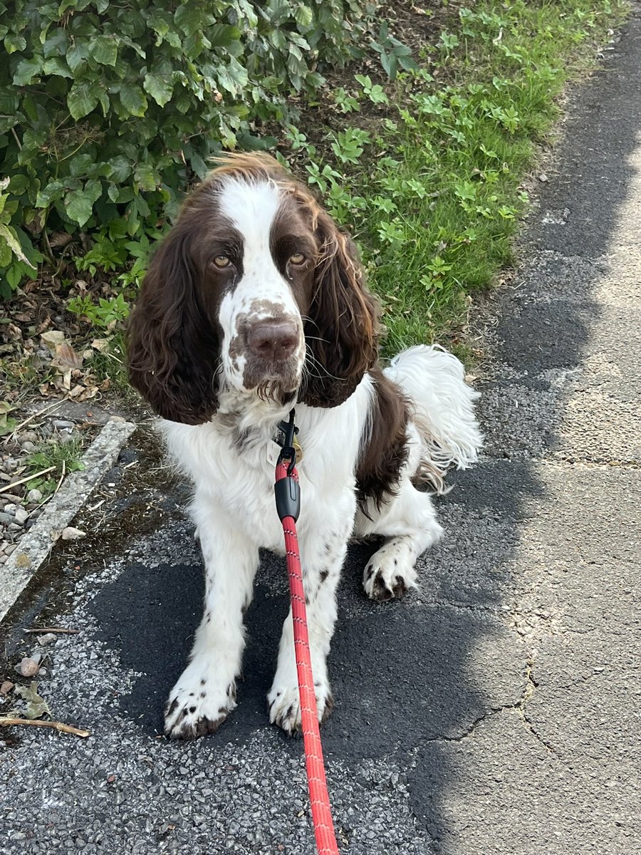 Morning Pals, Happy Thursday

Been for my bimble with D

M &amp; D have a couple of days off work so hoping for lots of fun.

Think we are going to do a walk or two for #AdamsForest 

Hope today is good for you