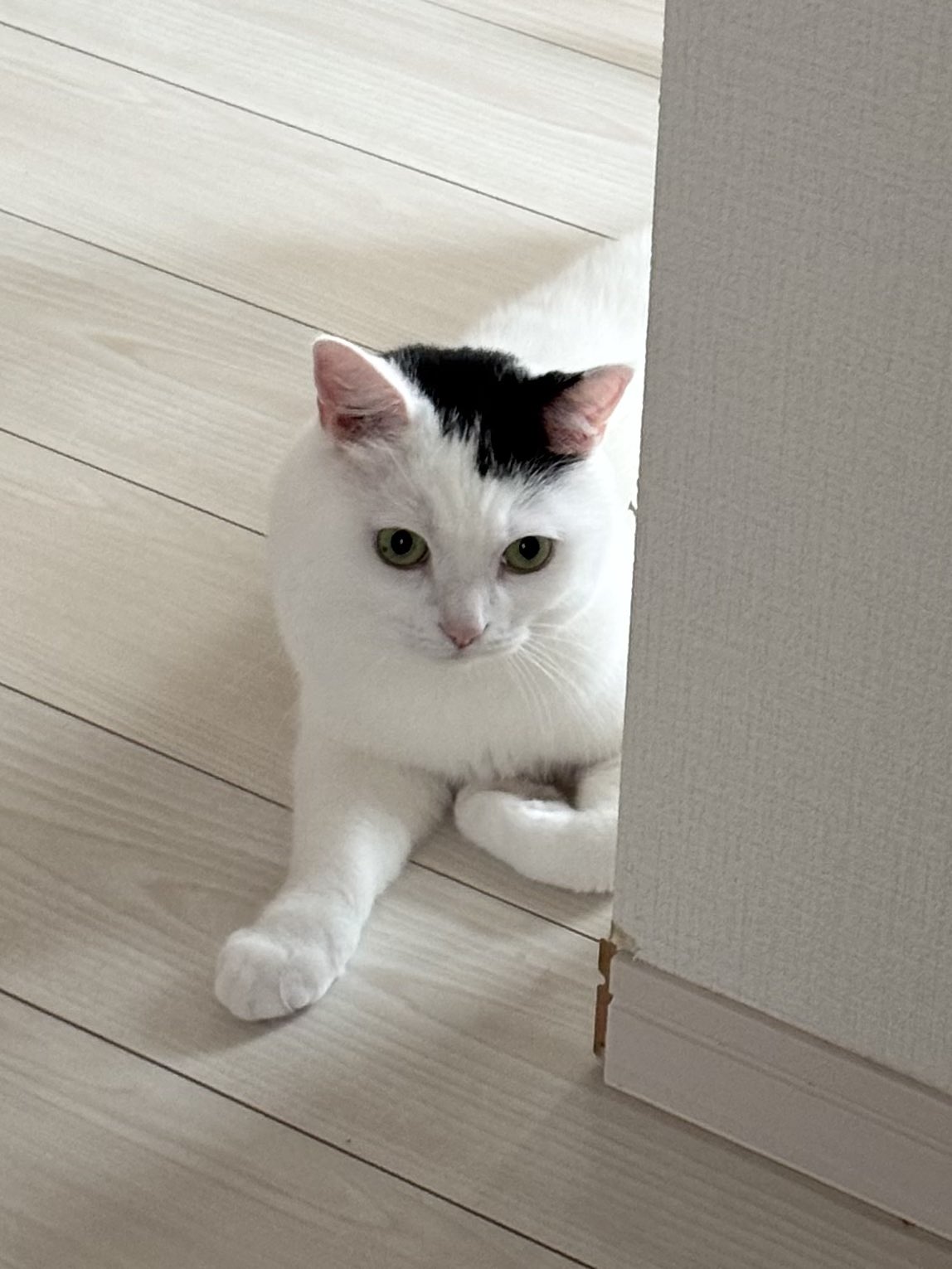 ねこページ 978-4-86152-733-3_02-2-1-