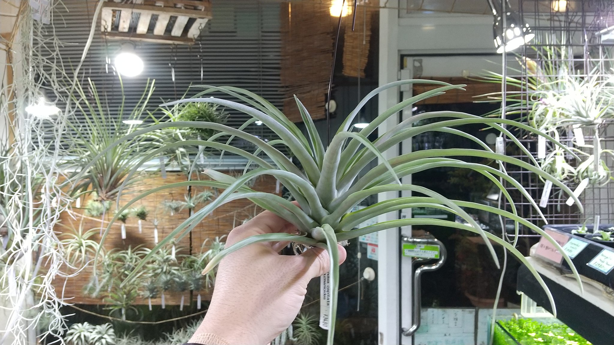 希少　マコデス　ペトラ　西カリマンタン産　増殖株 楽天市場】観葉植物 マコデス ジュエルオーキッド 宝石蘭の通販