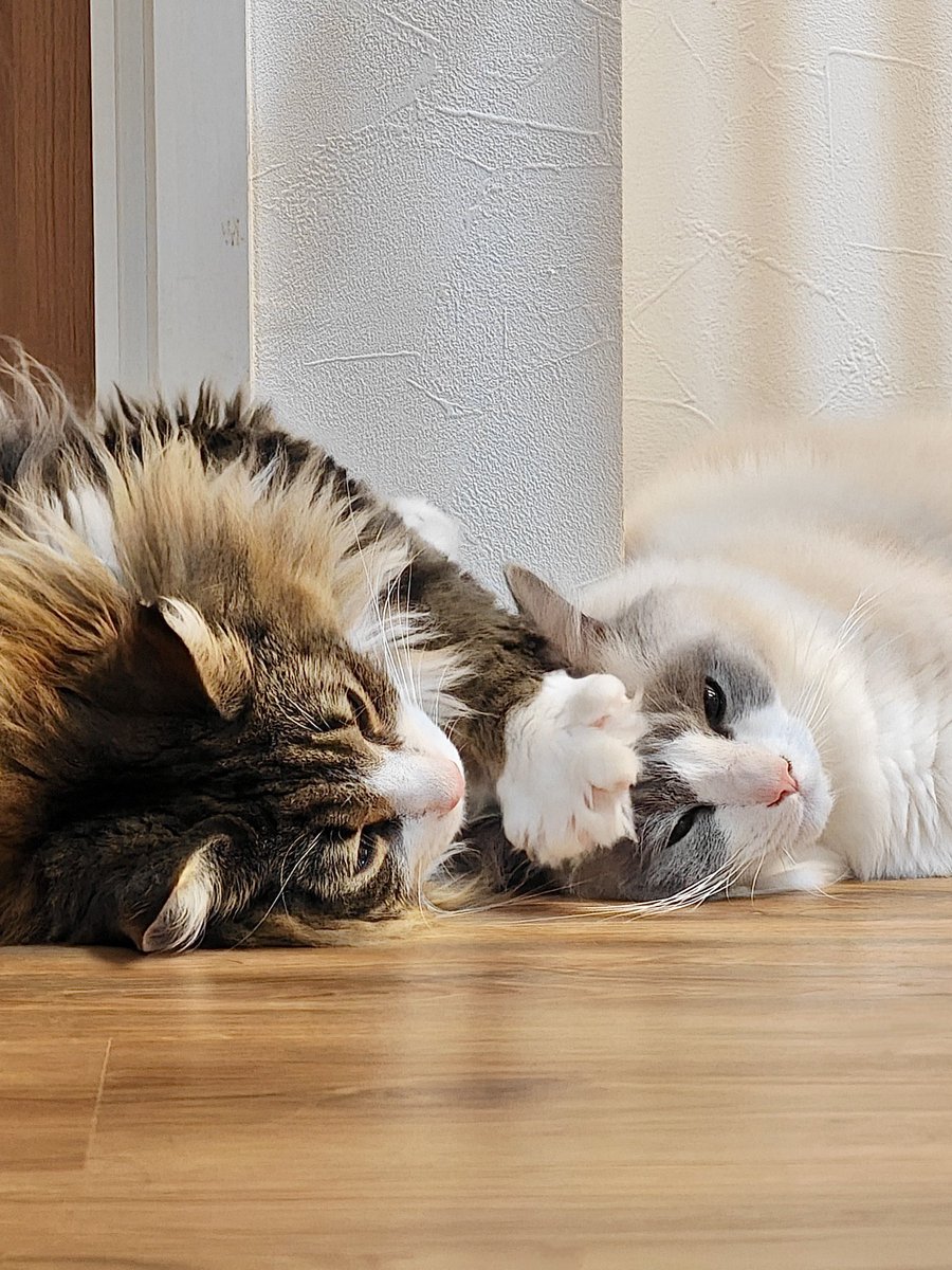 先住猫が新入り猫の頭撫でながら寝かしつけてて流石に可愛すぎた…飼い主のマネしたのかな…