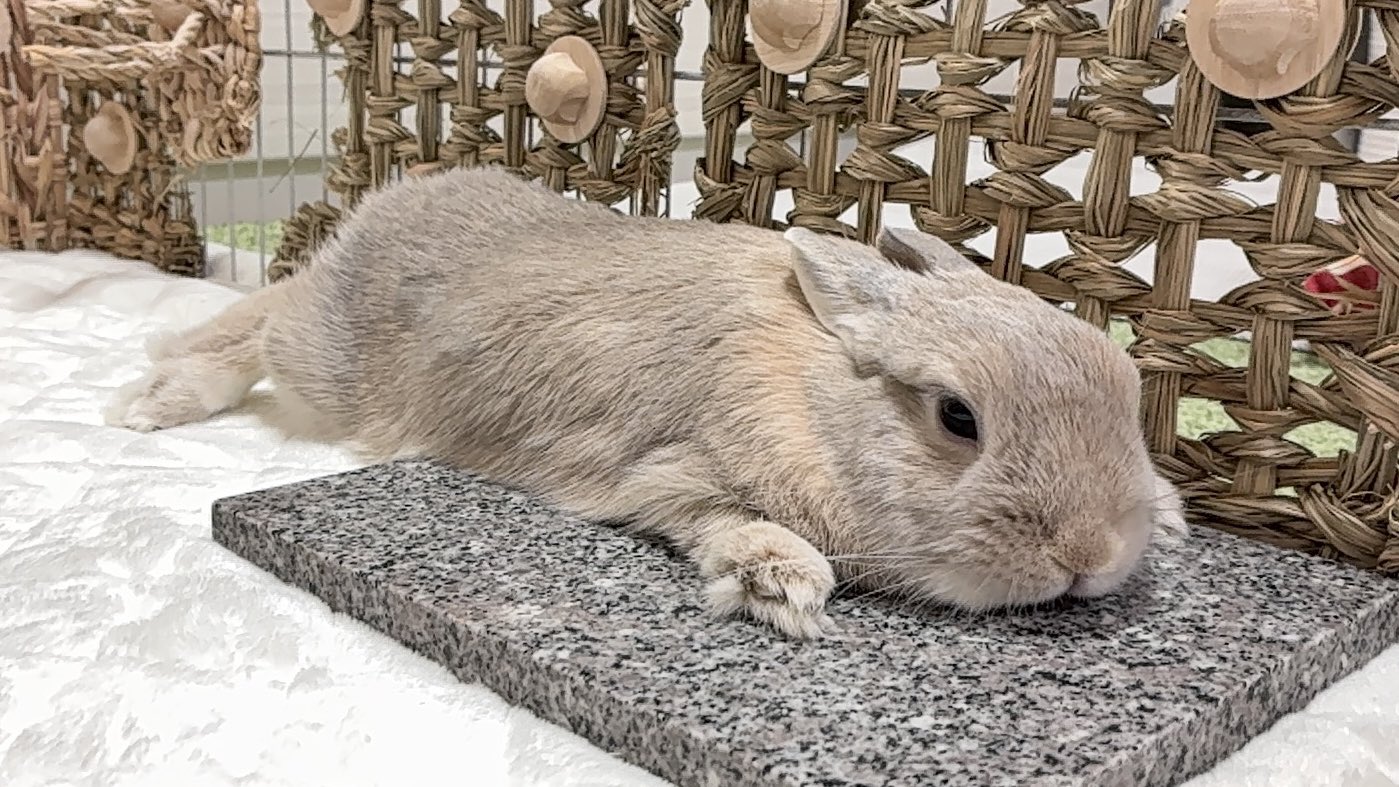 きなこちゃんページ Instagram photo by がちゃんなつ💭ガチャ活_ミニチュア記録