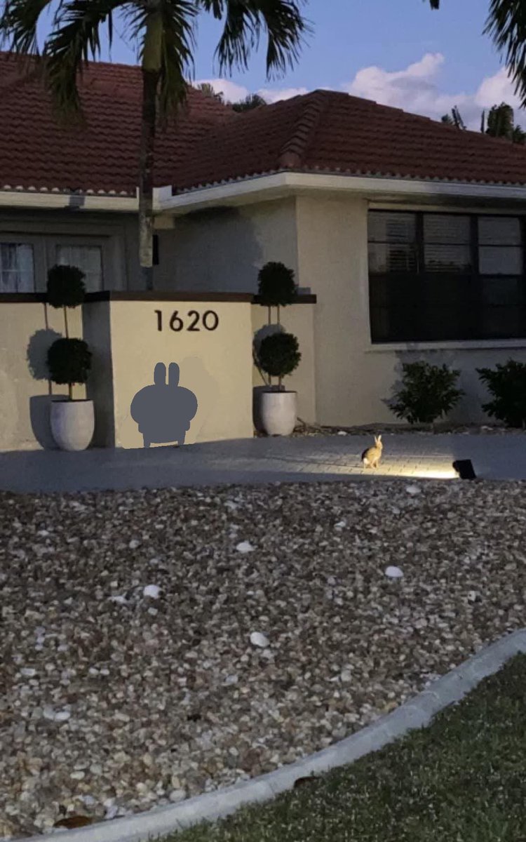 usagi (@usagidarabbit) on Twitter photo 