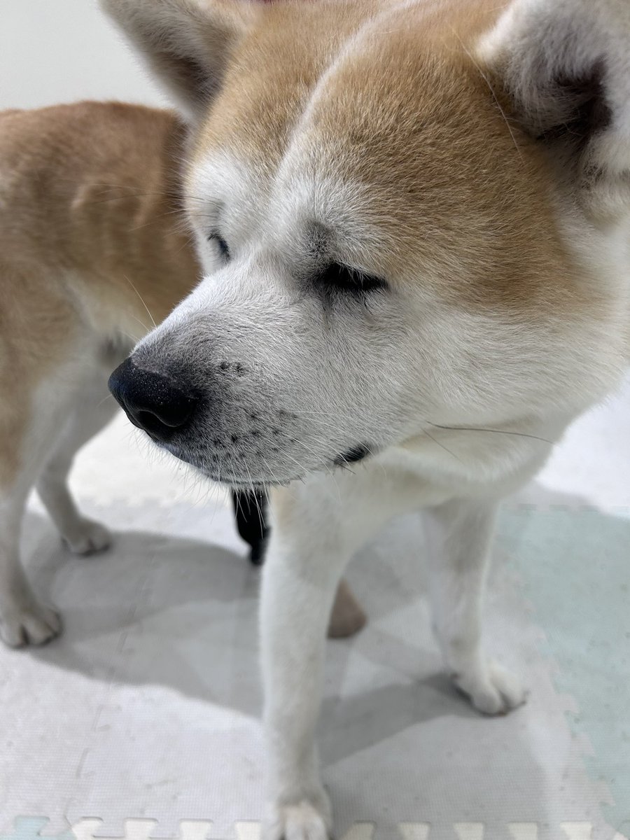 Naoki Ohno様　赤犬 秋田犬の里【公式】 on X: 