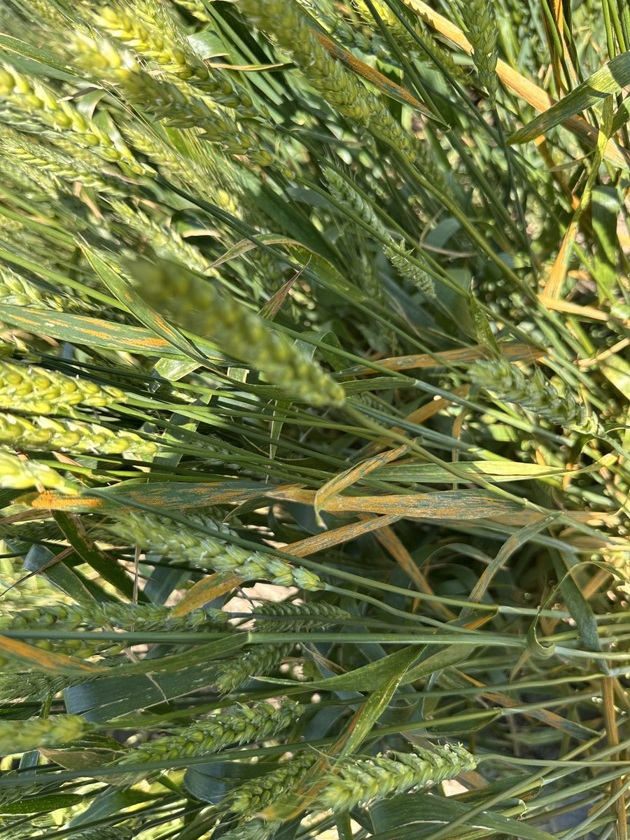 ScientiaKaur's tweet photo. 🌾 Lethbridge #striperust nursery in full swing!
Each leaf tells a different story ..📸
@wheat_research @globalrust @westerngrains @AlbertaGrains @SaskWheat @RADAR @mb_cropalliance https://t.co/M0fUppRKyj