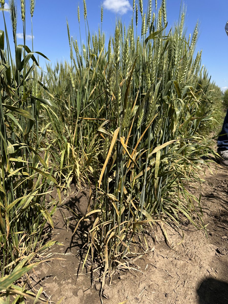 ScientiaKaur's tweet photo. 🌾 Lethbridge #striperust nursery in full swing!
Each leaf tells a different story ..📸
@wheat_research @globalrust @westerngrains @AlbertaGrains @SaskWheat @RADAR @mb_cropalliance https://t.co/M0fUppRKyj
