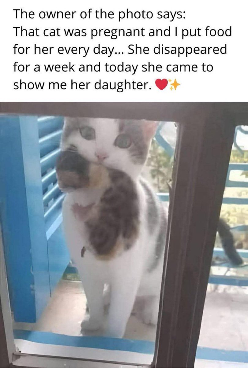 Cats — A Thread 🧵 

1.