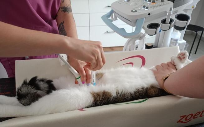 Oliwka♥️🆘 Piękna koteczka, która ma prawdziwego pecha. Zwrot z adopcji (po 3 latach!) to okropna trauma😓 Kiedy ktoś się poddał, ktoś inny walczy o poprawę jej życia i buduje jej przyszłość na nowo. Aby sfinansować leczenie Oliwki, brakuje tylko 390 zł. Pomagamy 👇👇
