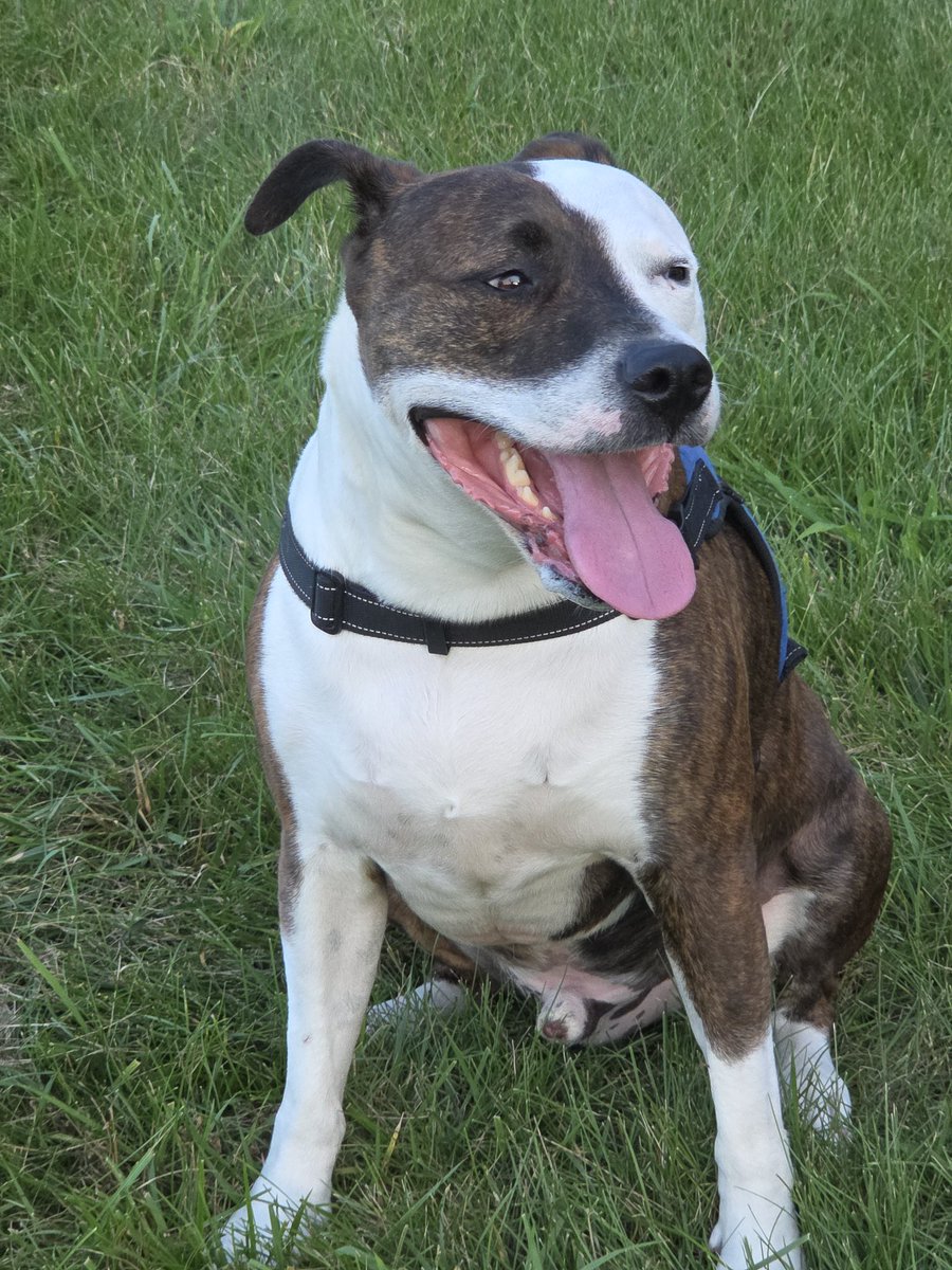 David Ifill tweet media