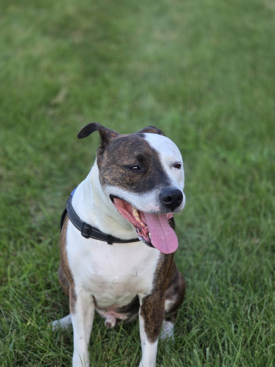 David Ifill tweet media