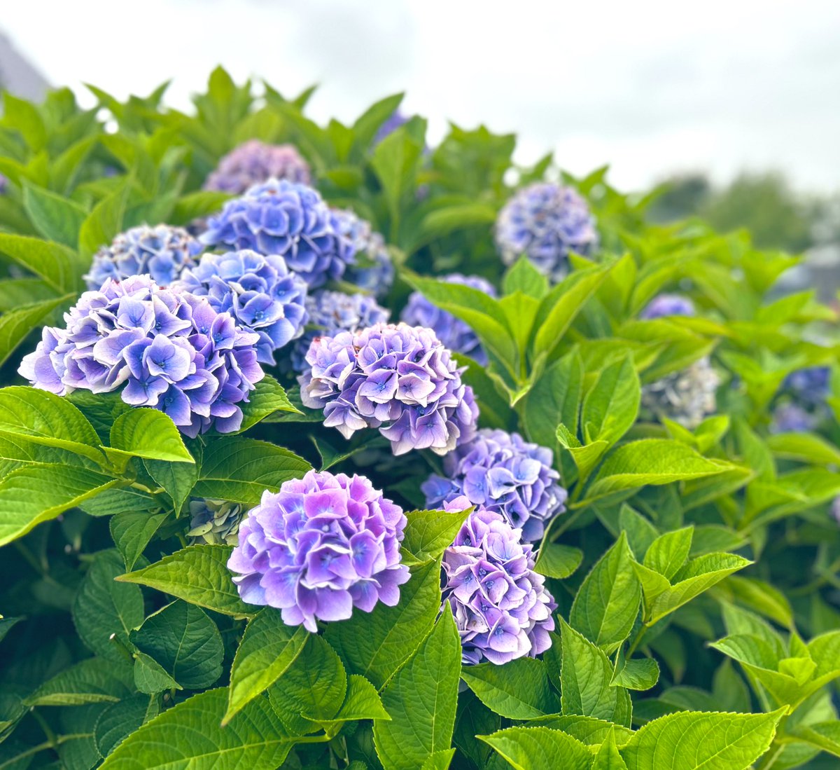 Good morning 🍃