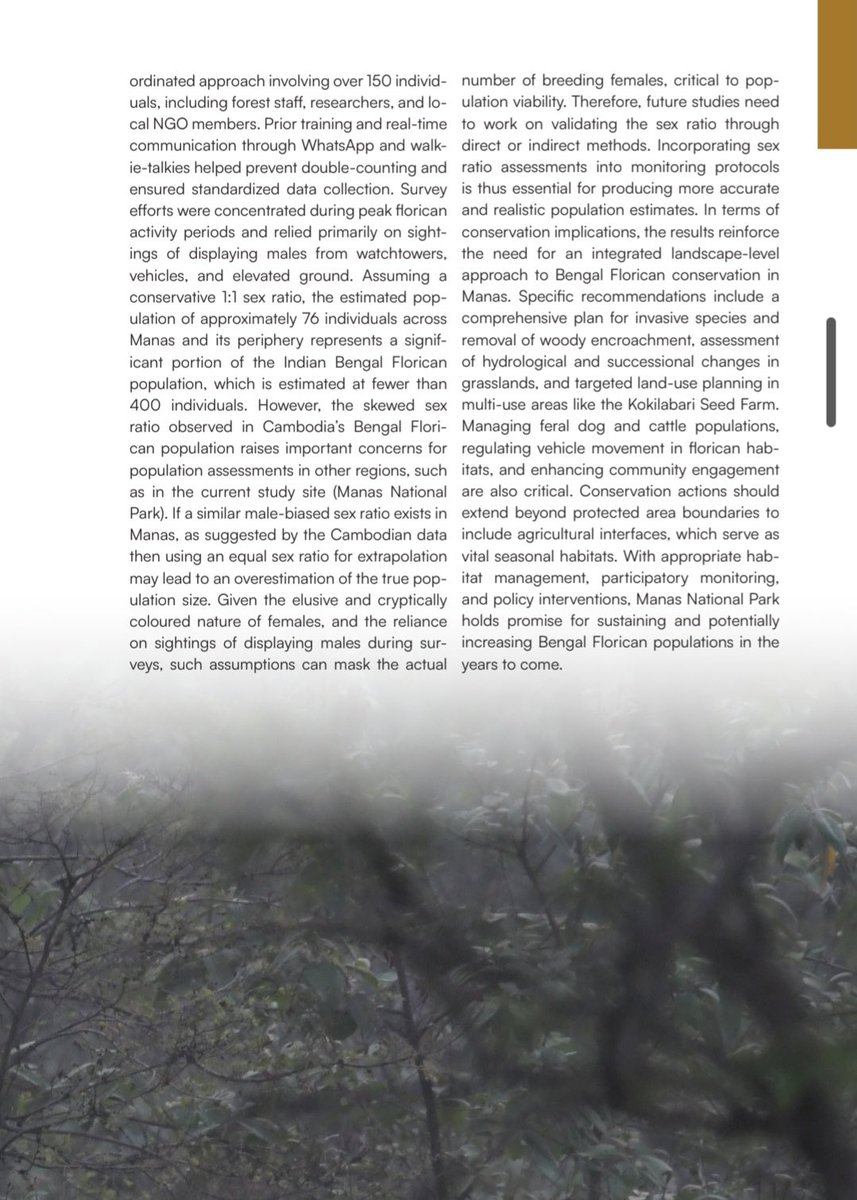 Chandra Mohan Patowary (@cmpatowary) on Twitter photo 📢 A major milestone for conservation in <a href="/manasnptr/">Manas Tiger Reserve</a>!
🐦 The first-ever published report on the Status of Bengal Florican in Manas National Park, a critically endangered grassland bird, has been released.
📍 Covering 850 sq. km, the survey estimates around 76 individuals, a 📢 A major milestone for conservation in <a href="/manasnptr/">Manas Tiger Reserve</a>!
🐦 The first-ever published report on the Status of Bengal Florican in Manas National Park, a critically endangered grassland bird, has been released.
📍 Covering 850 sq. km, the survey estimates around 76 individuals, a