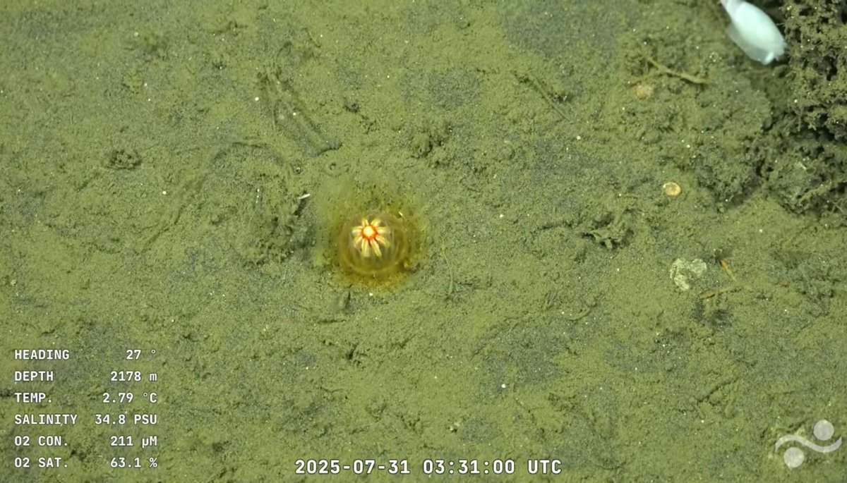 La meduza Margarita del Mar Argentino 💅🌻✨️