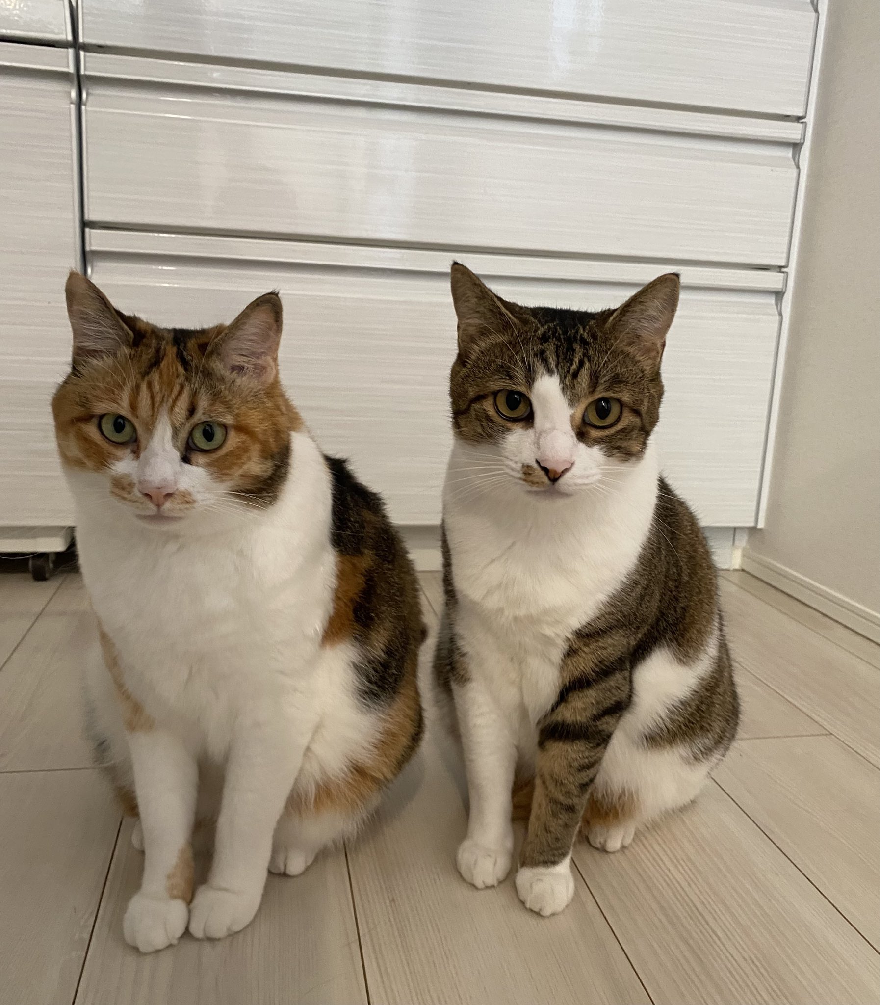 ねこまま♡ 楽天市場】＼最大P13倍＋クーポン配布中／ 猫 トイレ 大型