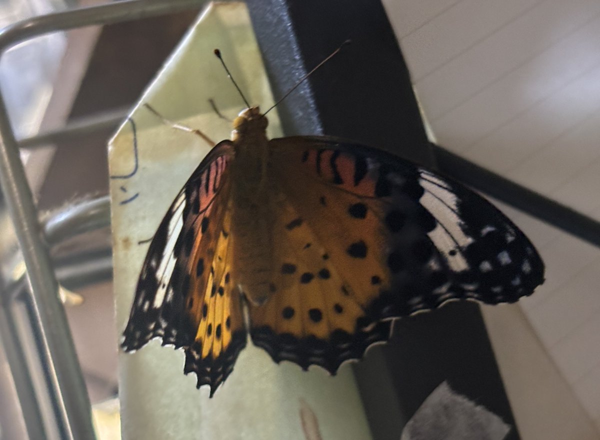 ツマグロヒョウモンさん羽化🎂