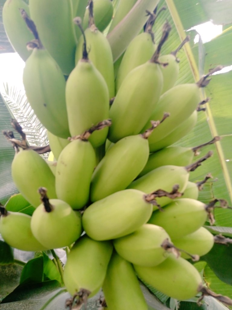 صباح النشاط