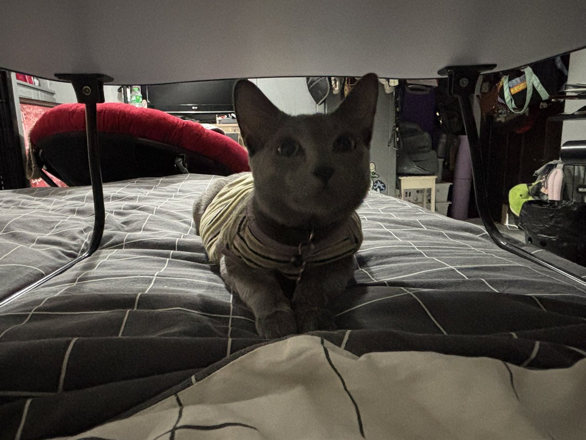 halfkoumorii's tweet image. i hate to post one of these but i need #moots &amp;lt;/3
#promotwt #moothunt 

࿔ tsuki.ᐟ 21 she/they

࿔games · gymrat · climbing 
࿔streamer · music luvr · letterboxd ♡ 

i need a reason to get on this damn app
#gymgirl #anitwt #fashiontwt #moothunting