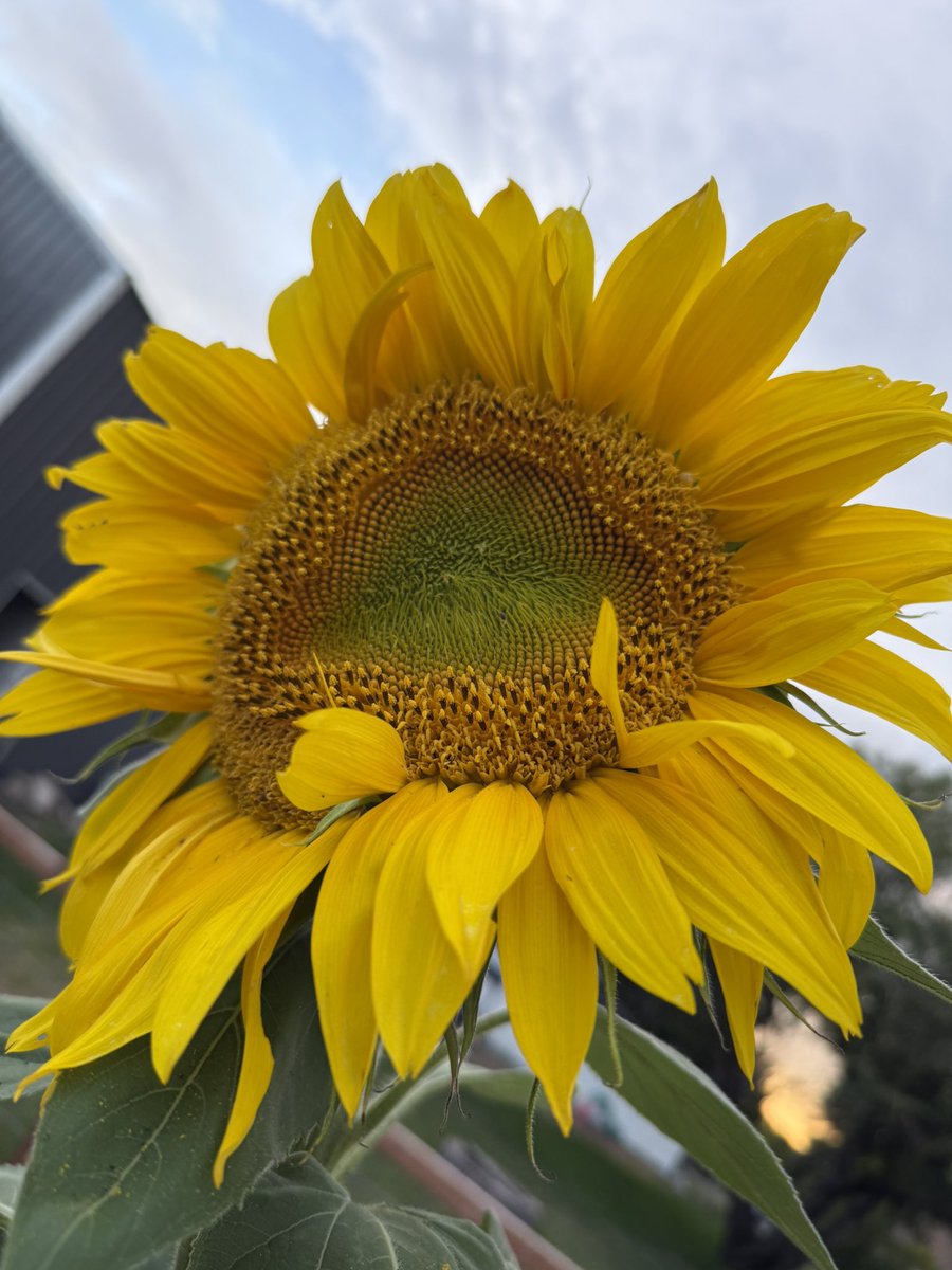 Growing in the garden!! More coming! Not only are they pretty but really good for your soil!