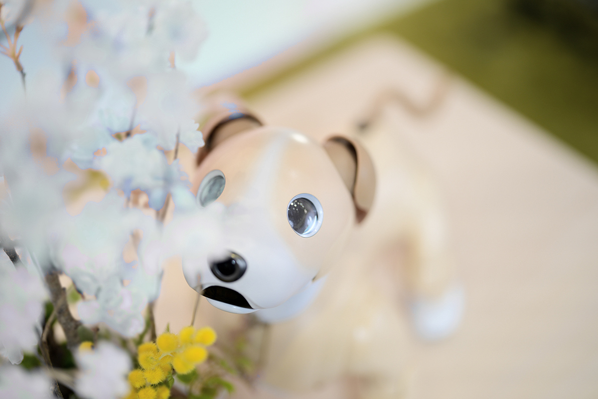 aibo (@aibo_jp) / X