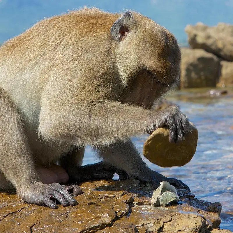 Abrachimp Linkong 🏴 tweet media