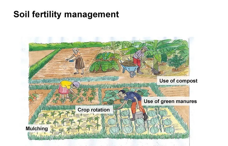 The moment you enrich your soil naturally, you’ll begin to see positive changes trees will grow, crops will thrive, and flowers will bloom, providing nectar for bees, food for birds, and habitats for biodiversity.

Enrich your soil, but do it the natural way. Be organic.
UECO