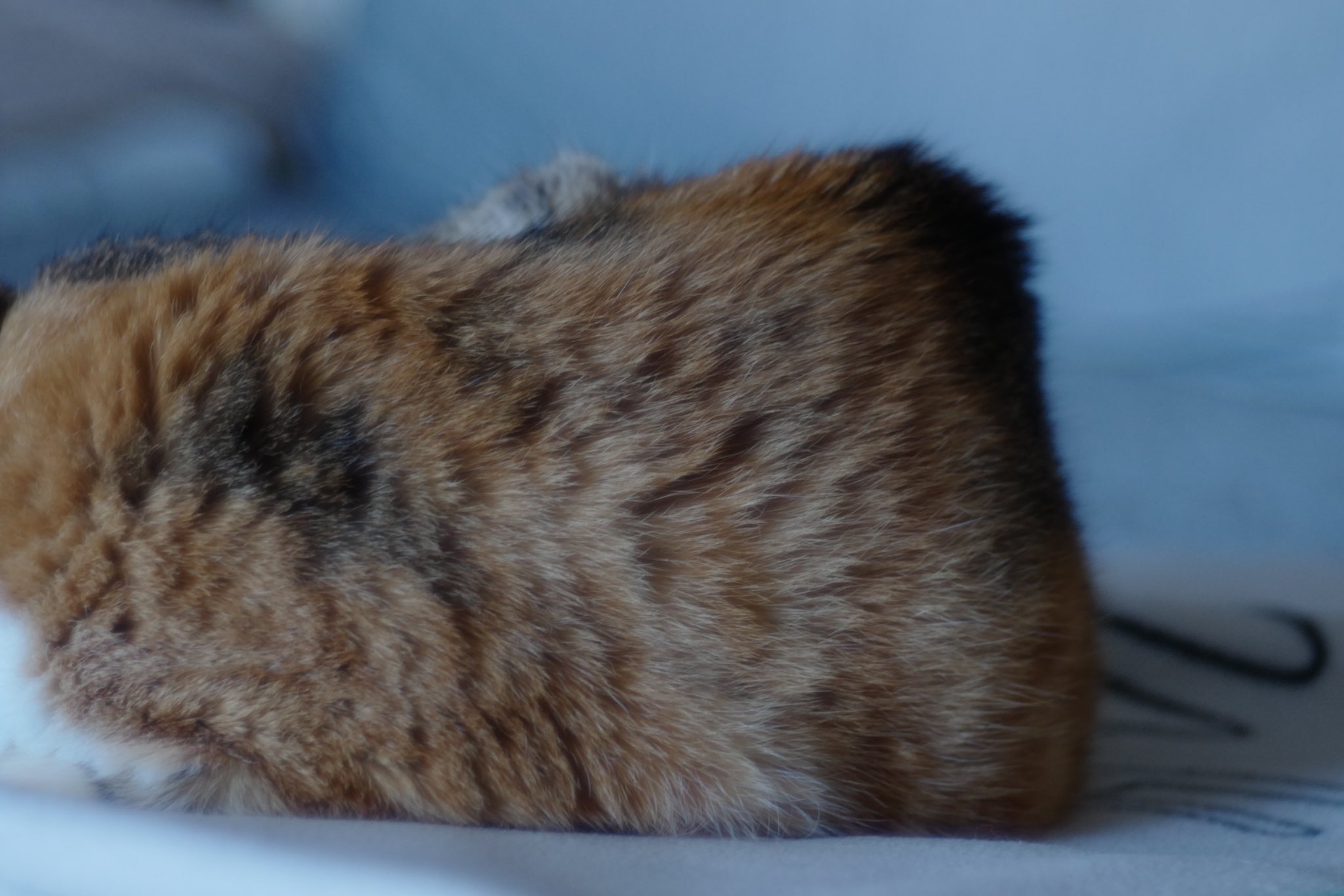 ねこ 今と昔の合格 #合格 #ネコ #かご猫 #しろ #のせ猫 #ちろ #ちび