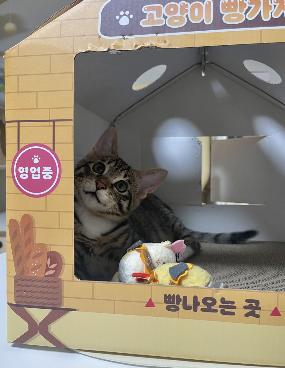 이 빵가게 분명 영업중인데 주문해도 빵 안주고 주인장이 안에서 혼자 놀기만 합니다