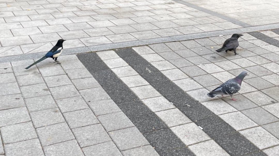 나 전에 비둘기 까치 까마귀 다 같이 있는 네 손님 세계관을 경험함