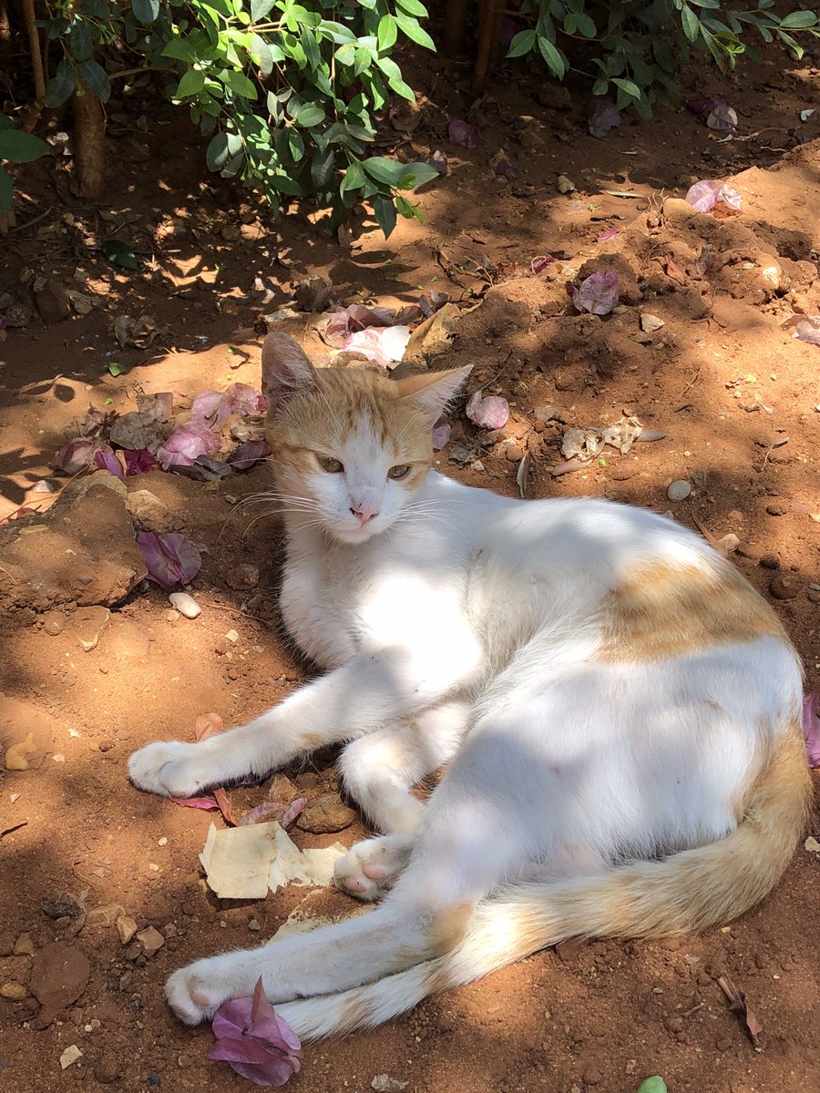 Lovely day dear friends…🌸🍃☕️☀️🐈🧡🤍🩷
My photo 📸

#GoodMorningEveryone 🌸 #CoffeeTime ☕️ #CatsLover 🐈 #BeKindAlways 🩷 #PeaceAndLove 🕊️