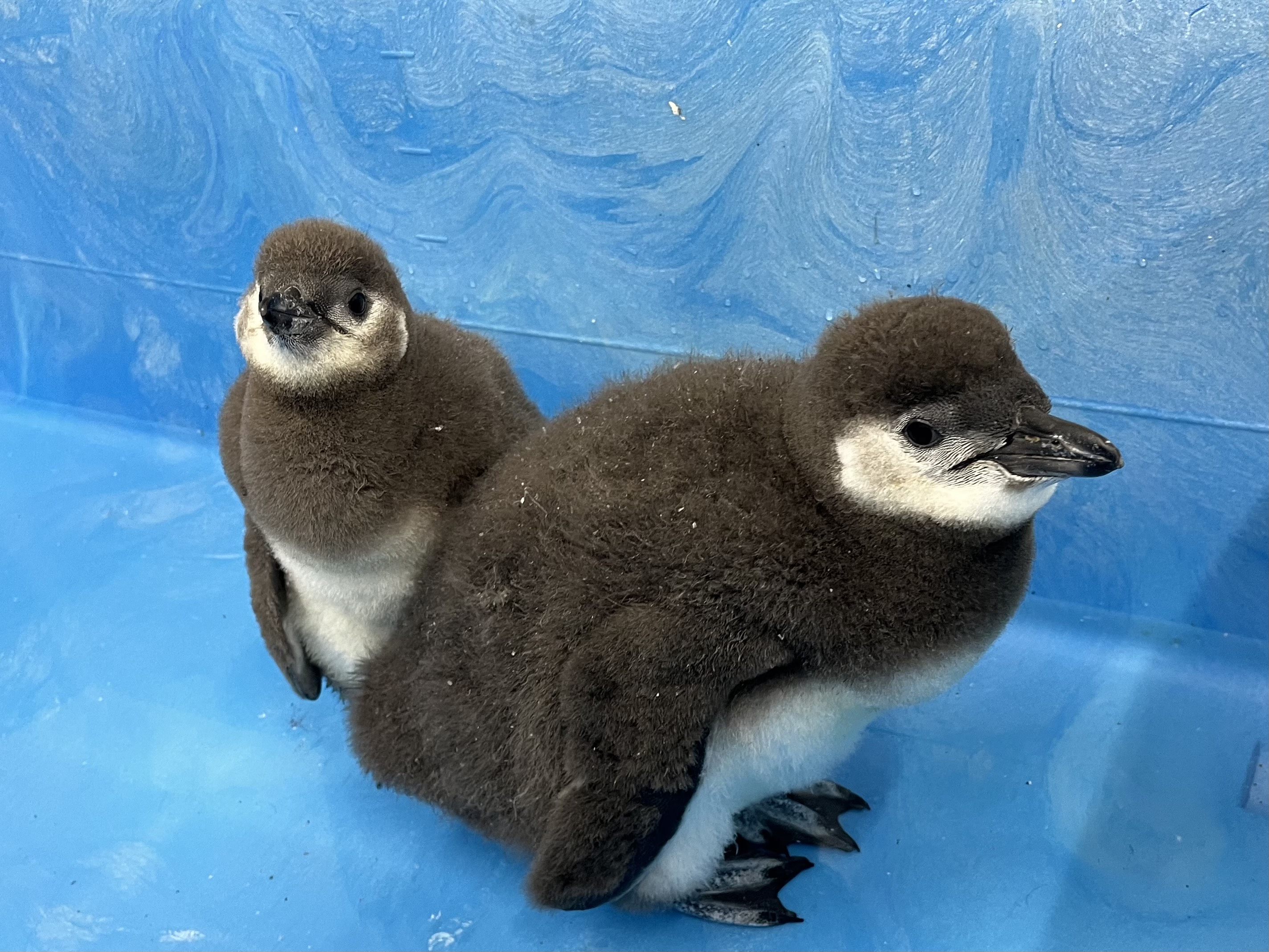 すみだ水族館【公式】 on X: 