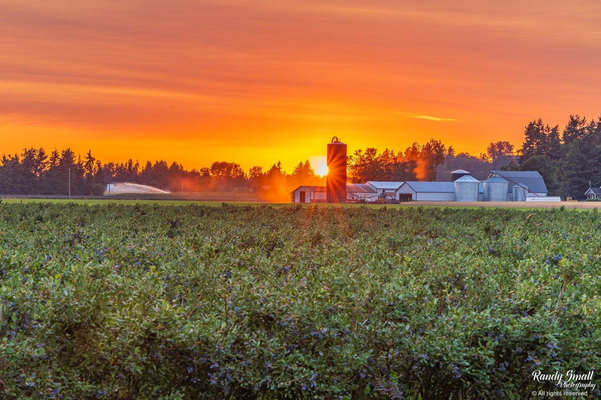 RandySmall's tweet photo. Tonight: My friends moooooved close to me and begged to have their photo taken, so I decided not to battle these cattle. I told them I would post their pictures on Moo-Tube and share with The Daily Moos, but they told me I was full of udder nonsense. 

Lynden, WA #wawx https://t.co/1UMwWwOpko