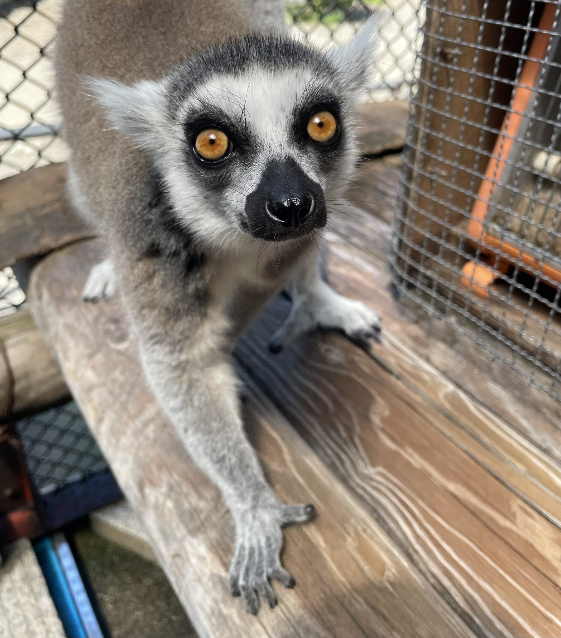 須坂市動物園【公式】 on X: 