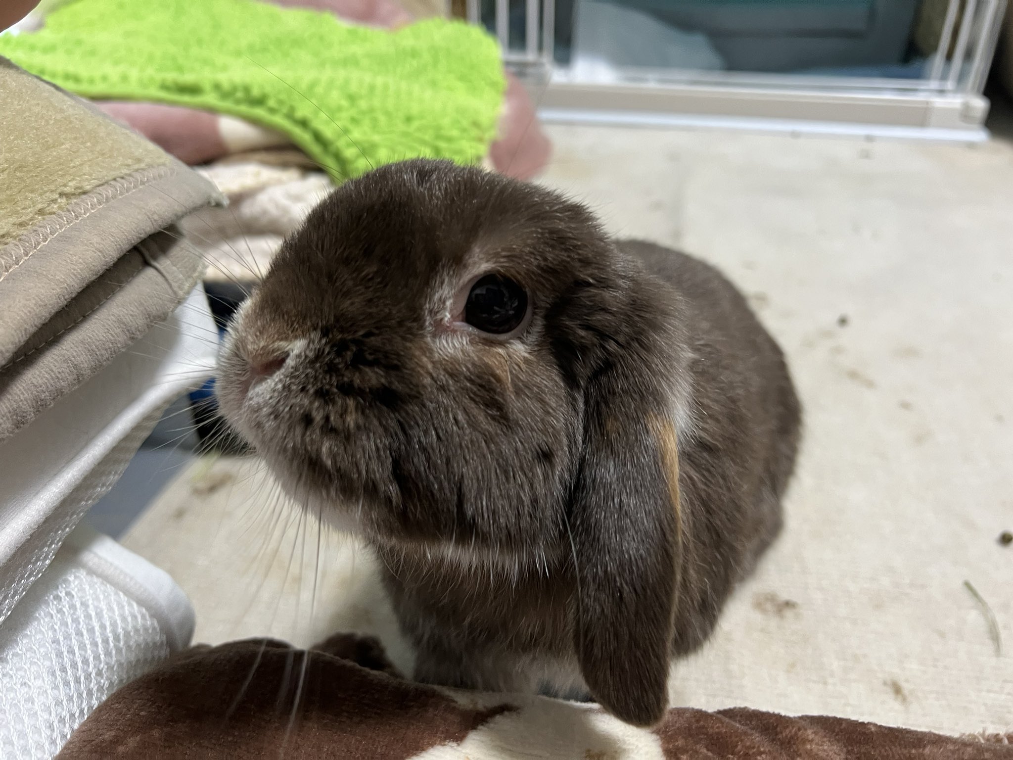 今日もうちのうさぎがかわいい on X: 
