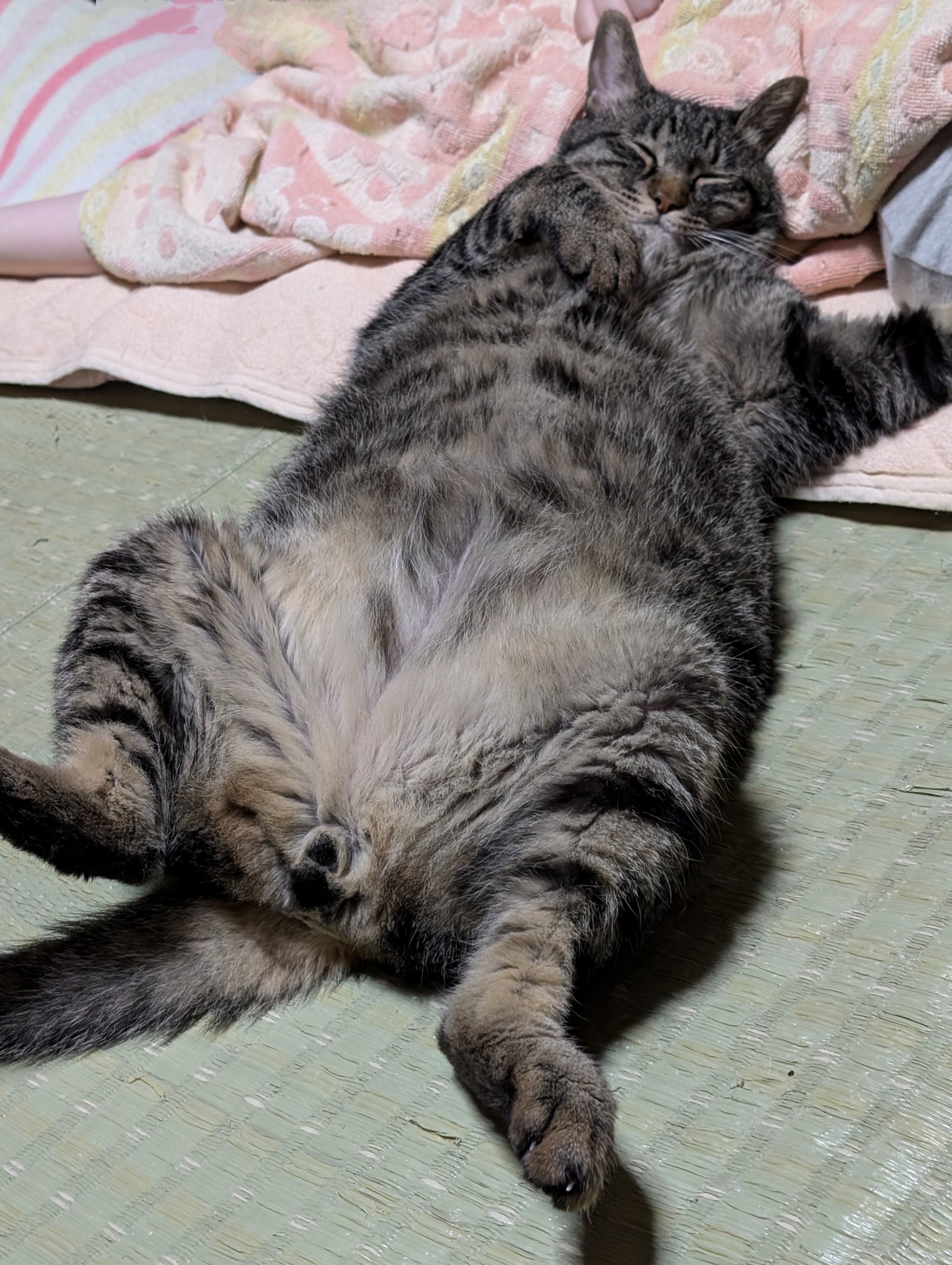 (ΦωΦ)長毛にゃにゃにゃあ〜ん(ΦωΦ)里親様募集♥猫♥(ΦωΦ)猫 あきよし on X: 