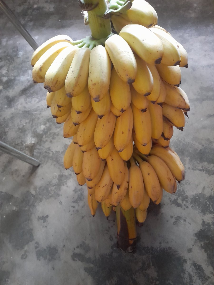 aditya1_raj's tweet image. Solve this :

ek gucche kele pakne me 4 din lagte hai, to isse khane me kitne din lagange.