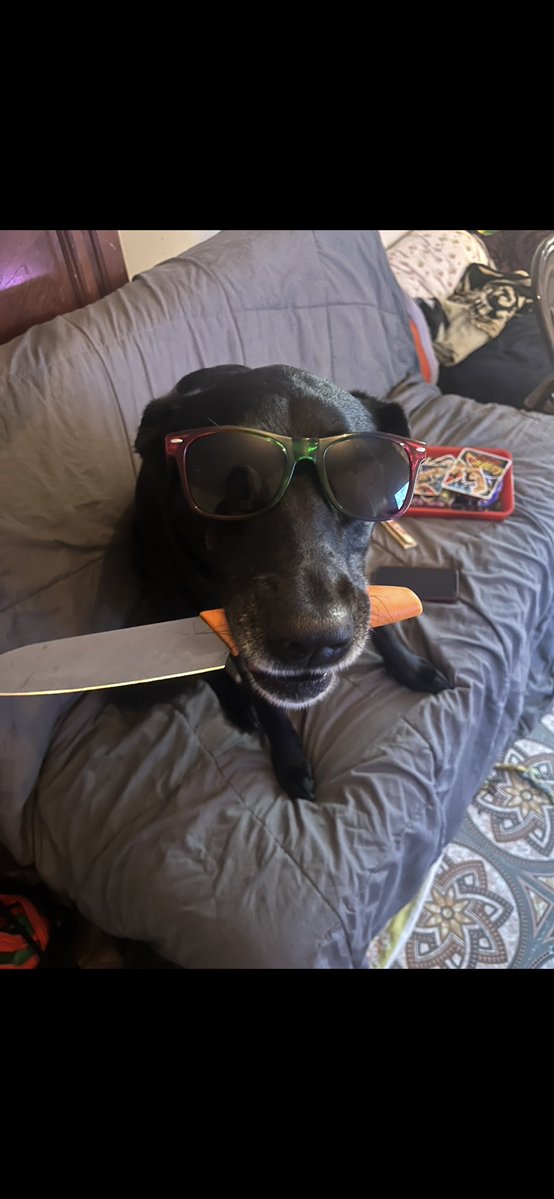 I love my dog to death. I’m gonna attempt my 2K hit tmm after work. I’m mentally back to be in SF6 again.. gotta shout out to all the discords I’m in. Everyone is just so welcoming . Thank you ❤️