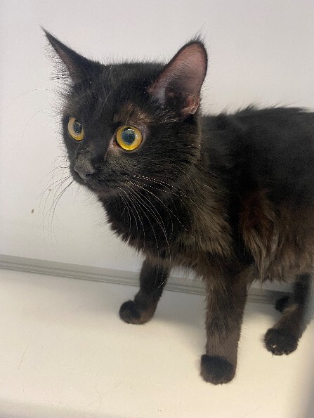 🟢 🐱 Chat trouvé le 22/07/2025 à ILLKIRCH GRAFFENSTADEN (67).
Femelle / Identifié(e) : Non

☎️ 03 88 32 12 31
📧  strasbourg@sacpa.fr

#VigiPets #chatperdu #chattrouve #chat #perdu #trouve