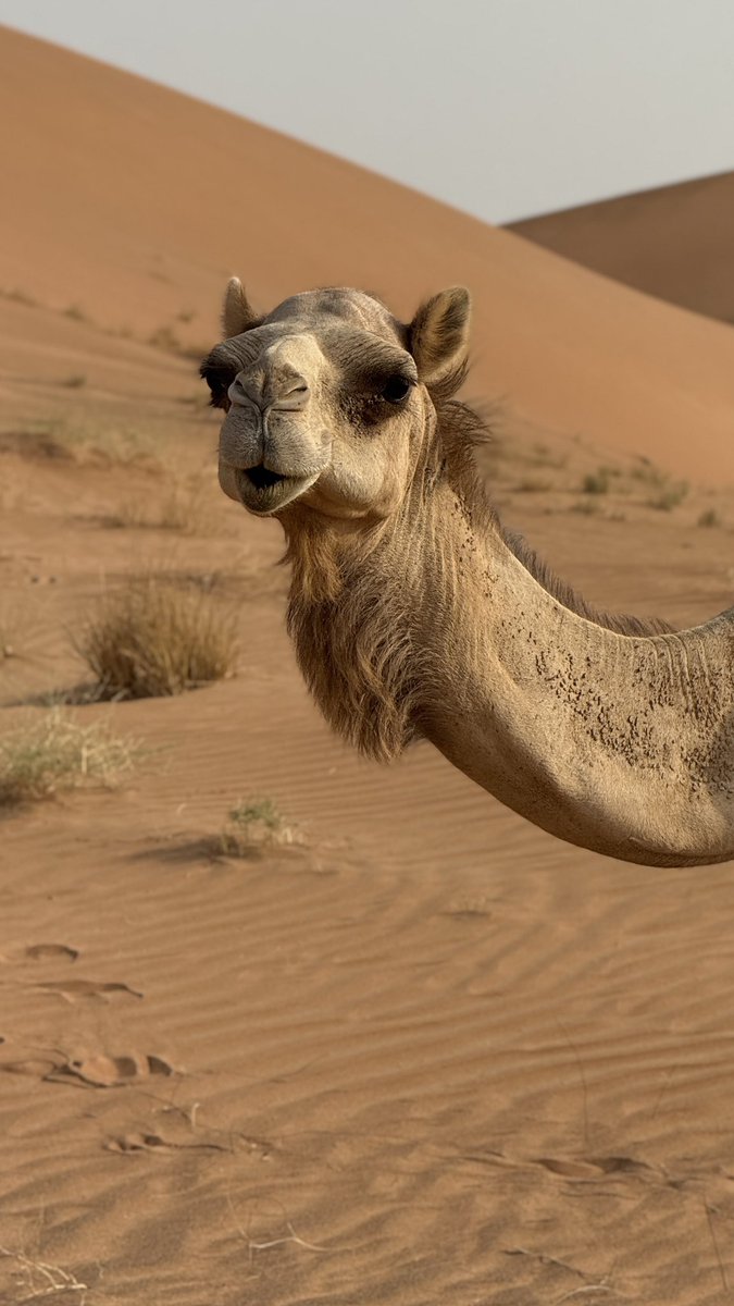 وصفك مُحال وحسنك يفوق الحدوَد ♡.