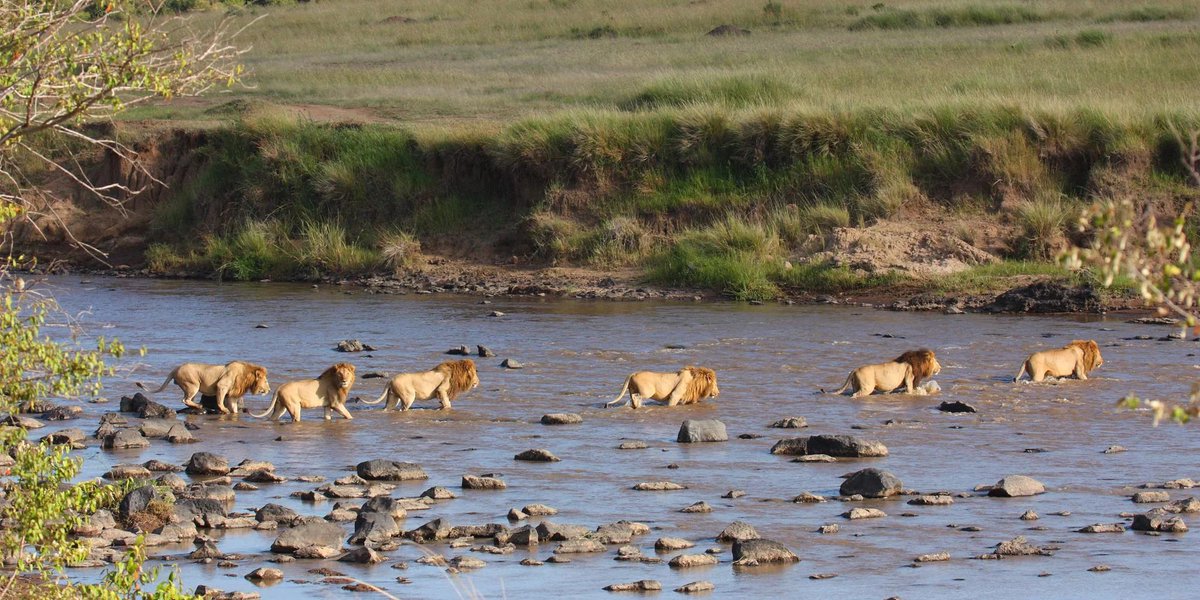 Notch and his sons crossing the Mara river to reclaim the land. After being ousted from the Marsh Pride, Notch took his five sons with him and raised them alone which is unheard of for a male lion to do. He was preparing his army.